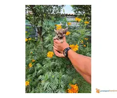 Dugodlaka CIVAVA stara 2 meseca - 4