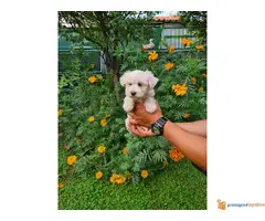 Zenka MALTEZERA stara 2 meseca - 3