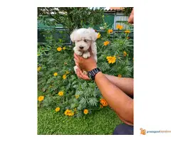 Zenka MALTEZERA stara 2 meseca - 4