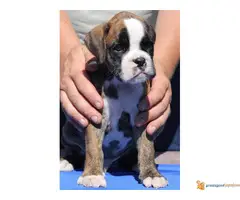 Na prodaju musko stene NEMAČKOG BOKSERA