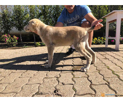 Štenci SREDNJEAZIJSKOG OVČARA