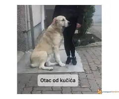 Štenci SREDNJEAZIJSKOG OVČARA