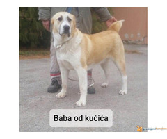 Štenci SREDNJEAZIJSKOG OVČARA