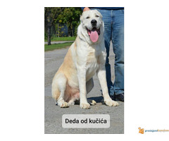 Štenci SREDNJEAZIJSKOG OVČARA