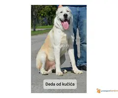 Štenci SREDNJEAZIJSKOG OVČARA