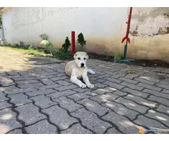 Štenci SREDNJEAZIJSKOG OVČARA - 6