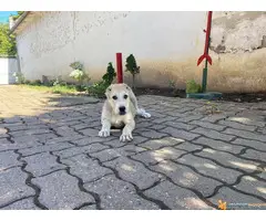 Štenci SREDNJEAZIJSKOG OVČARA - 7