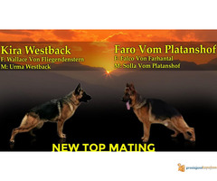 NEMAČKI OVČAR - štenci vrhunske krvne linije