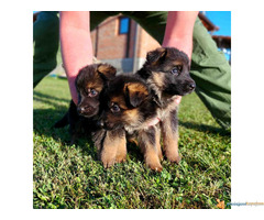 NEMAČKI OVČAR - štenci vrhunske krvne linije