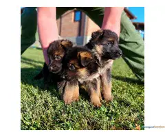 NEMAČKI OVČAR - štenci vrhunske krvne linije