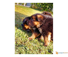 NEMAČKI OVČAR - štenci vrhunske krvne linije