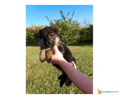 NEMAČKI OVČAR - štenci vrhunske krvne linije