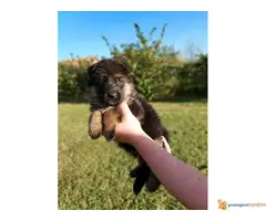 NEMAČKI OVČAR - štenci vrhunske krvne linije