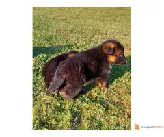 NEMAČKI OVČAR - štenci vrhunske krvne linije