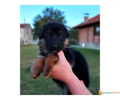 NEMAČKI OVČAR - štenci vrhunske krvne linije - 6