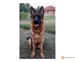 NEMAČKI OVČAR - štenci vrhunske krvne linije - 7