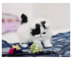 PERSIJSKI I EGZOTA macici na prodaju