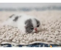 PERSIJSKI I EGZOTA macici na prodaju