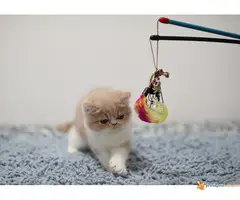 PERSIJSKI I EGZOTA macici na prodaju