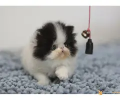 PERSIJSKI I EGZOTA macici na prodaju