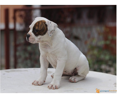 AMERIČKI BULDOG prvobirano stene