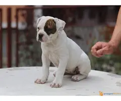 AMERIČKI BULDOG prvobirano stene