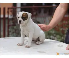 AMERIČKI BULDOG prvobirano stene