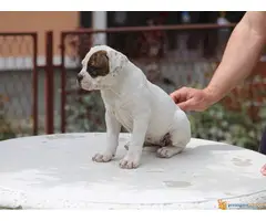 AMERIČKI BULDOG prvobirano stene