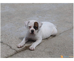 AMERIČKI BULDOG prvobirano stene