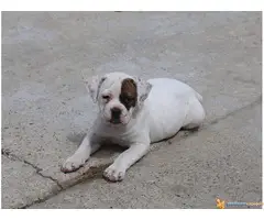 AMERIČKI BULDOG prvobirano stene