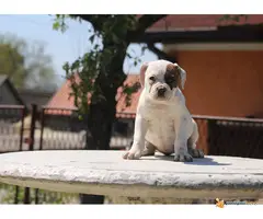 AMERIČKI BULDOG prvobirano stene - 6