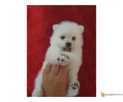 POMERANCI BOO stenci na prodaju - 2