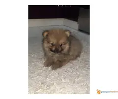 POMERANCI BOO stenci na prodaju - 3