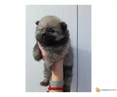 POMERANCI BOO stenci na prodaju - 4