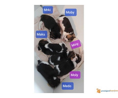 BIGL - trobojni stenci na prodaju