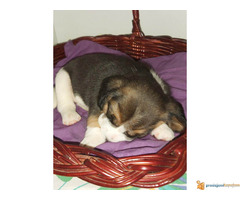 BIGL - trobojni stenci na prodaju