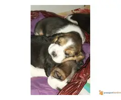 BIGL - trobojni stenci na prodaju