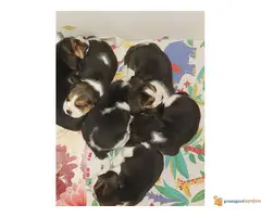 BIGL - trobojni stenci na prodaju