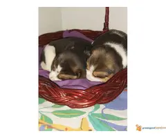 BIGL - trobojni stenci na prodaju - 6