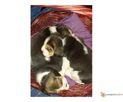 BIGL - trobojni stenci na prodaju - 7