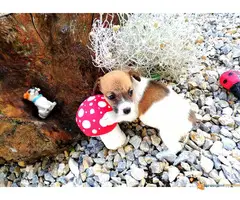 JACK RUSSELL terijer prelepi stenci