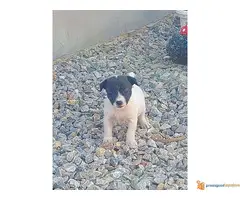 JACK RUSSELL terijer prelepi stenci