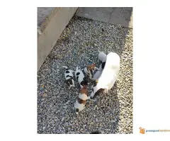 JACK RUSSELL terijer prelepi stenci