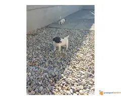 JACK RUSSELL terijer prelepi stenci