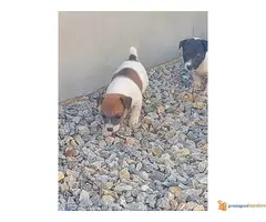 JACK RUSSELL terijer prelepi stenci - 6