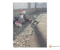 JACK RUSSELL terijer prelepi stenci - 7