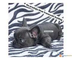 FRANCUSKI BULDOG belo i plavo stene