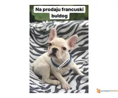 FRANCUSKI BULDOG belo i plavo stene