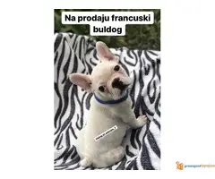 FRANCUSKI BULDOG belo i plavo stene