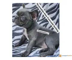 FRANCUSKI BULDOG belo i plavo stene